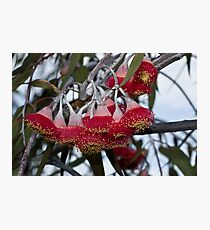 Gum Flowers 6 Photographic Print