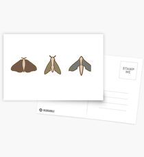 Moth Trio Postcards