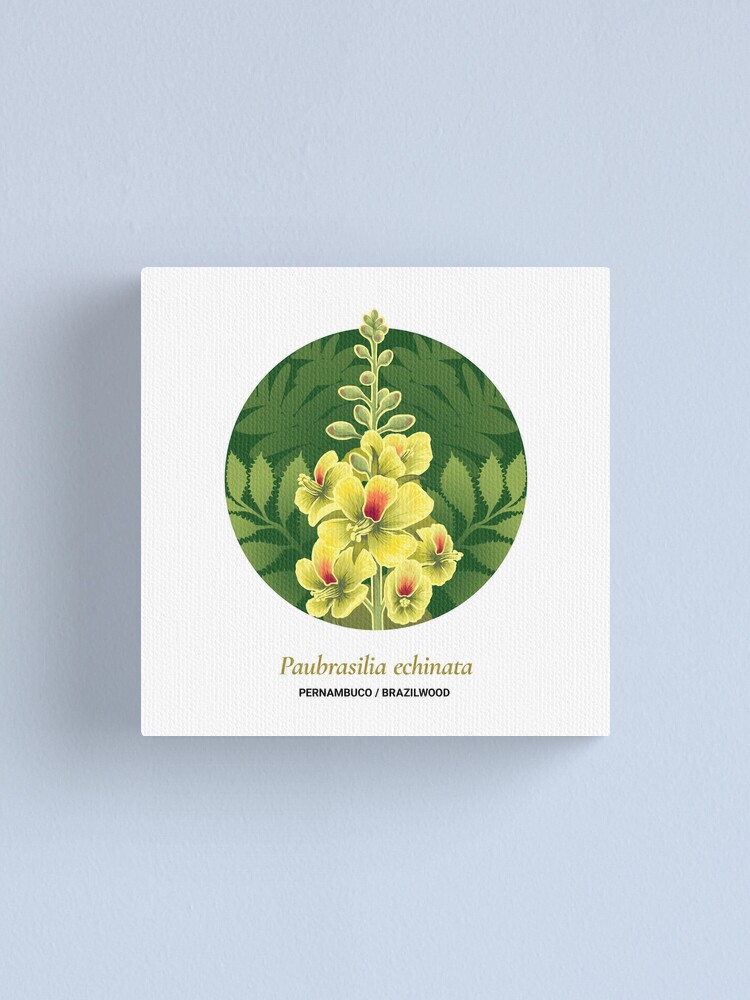 Alternate view of The Circles of Life: Pernambuco / Brazilwood Canvas Print