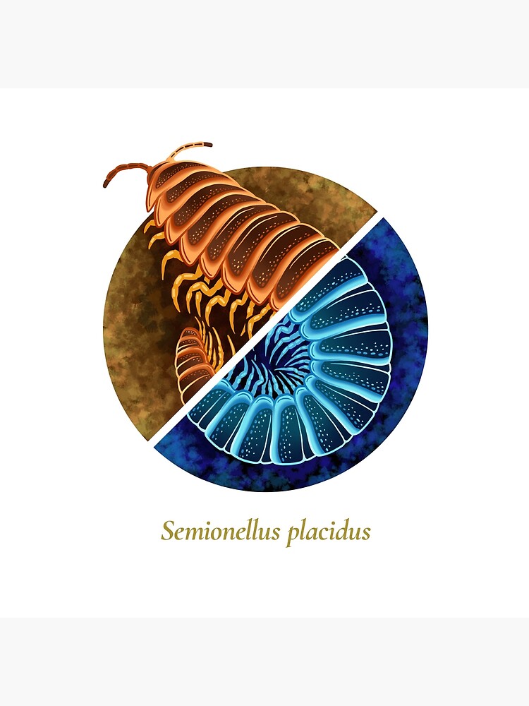 The Circles of Life: Semionellus placidus by franzanth