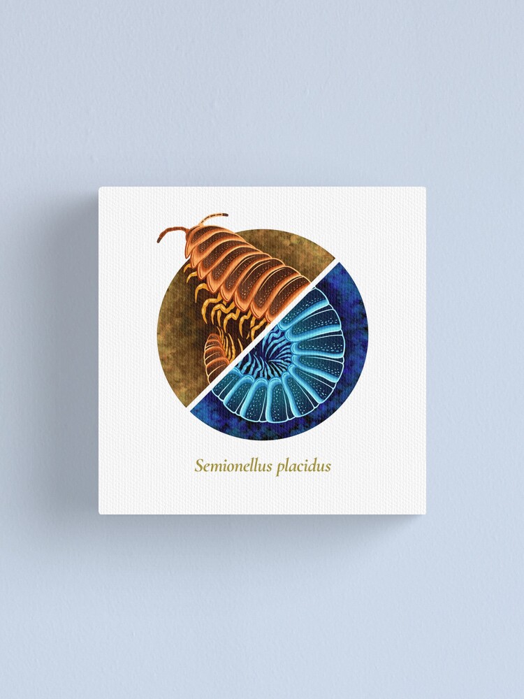 Alternate view of The Circles of Life: Semionellus placidus Canvas Print
