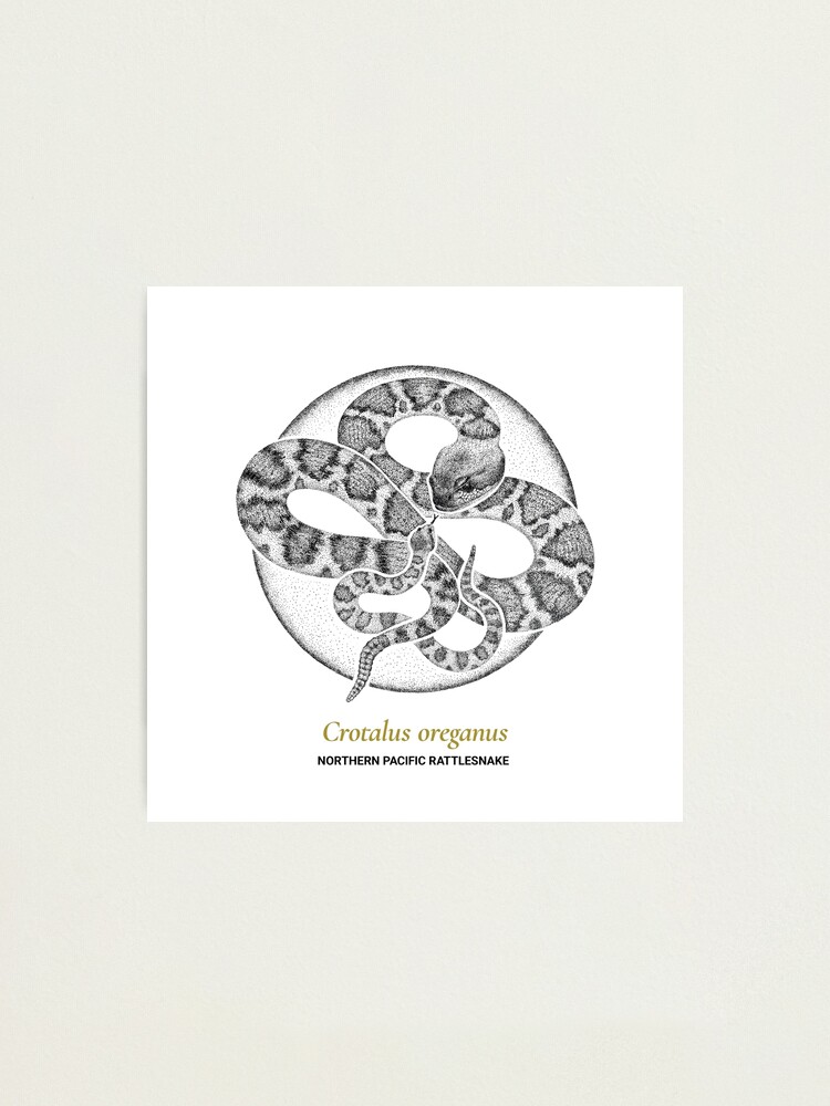 Alternate view of The Circles of Life: Northern Pacific Rattlesnake Photographic Print
