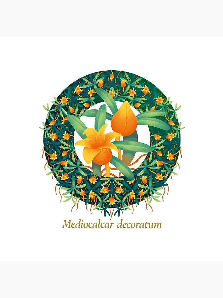 The Circles of Life: Mediocalcar decoratum by franzanth
