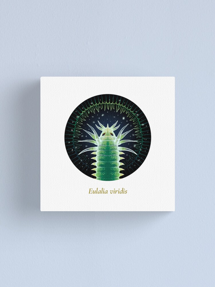 Alternate view of The Circles of Life: Eulalia viridis Canvas Print