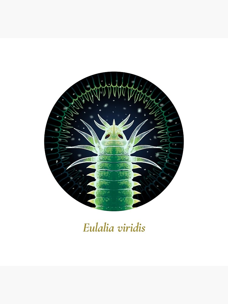 The Circles of Life: Eulalia viridis by franzanth