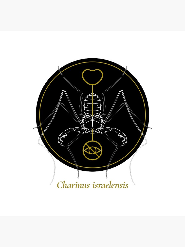 The Circles of Life: Charinus israelensis by franzanth