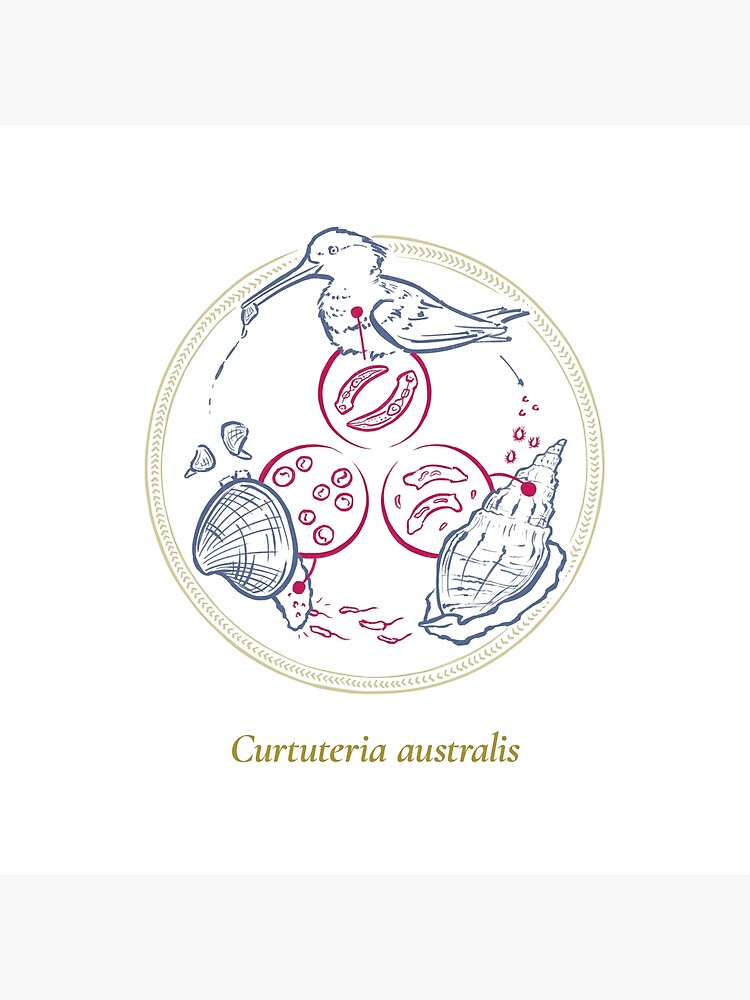 The Circles of Life: Curtuteria australis by franzanth