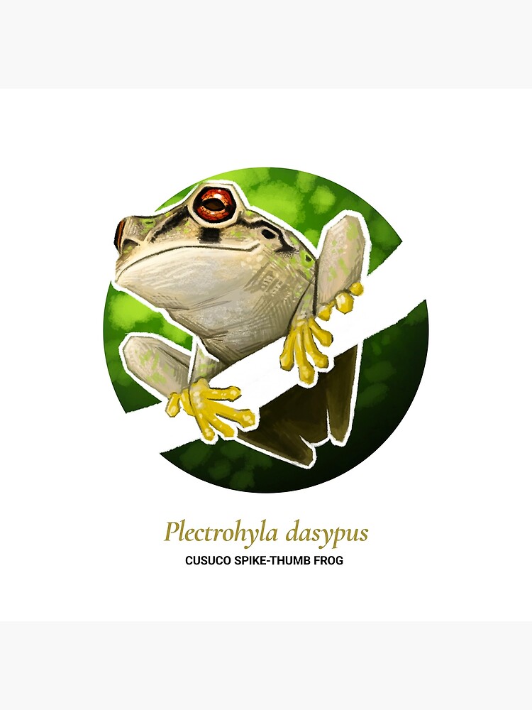 The Circles of Life: Cusuco Spike-thumb Frog by franzanth