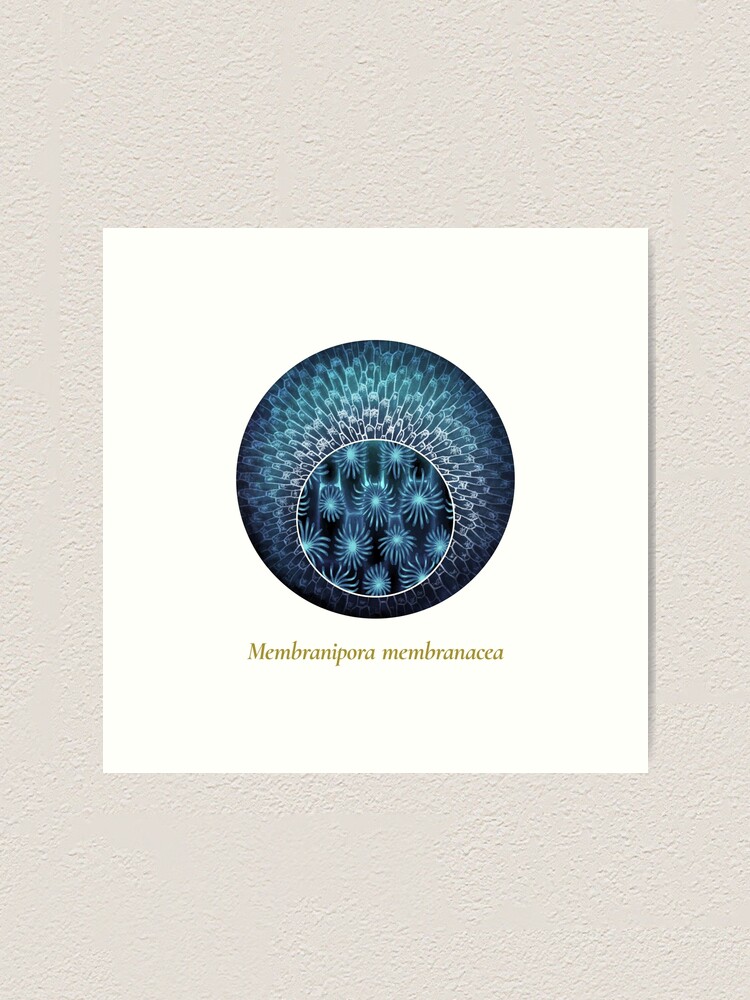 Alternate view of The Circles of Life: Membranipora membranacea Art Print