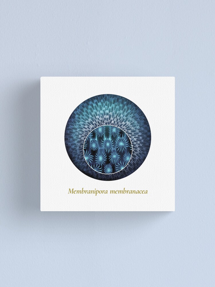 Alternate view of The Circles of Life: Membranipora membranacea Canvas Print