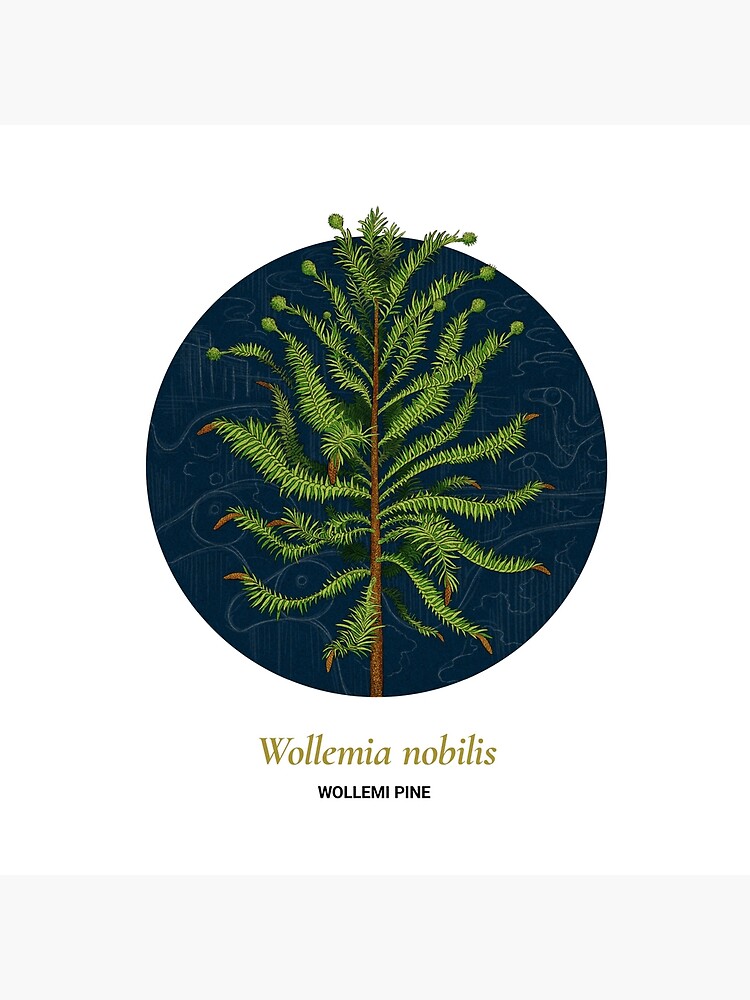 The Circles of Life: Wollemi Pine by franzanth