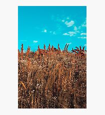 bushes Photographic Print