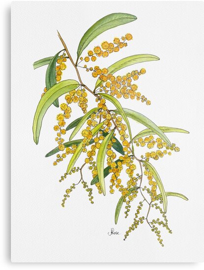 Australian Wattle Flower Illustration Metal Print By Jrosedesign Australian Wattle Flower Illustration Metal Print By Jrosedesign