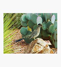 Roadrunner Photographic Print