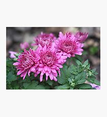 New Mums Photographic Print
