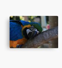 Tree Hugger Canvas Print