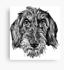 Wire-haired dachshund head Canvas Print