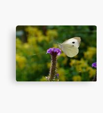 Insect Summer Canvas Print