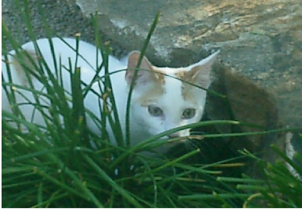 "kitten, stalking, cute, white cat, stalker, nature" by AnimalHealerArt