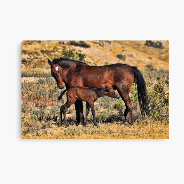 The First Day Canvas Print