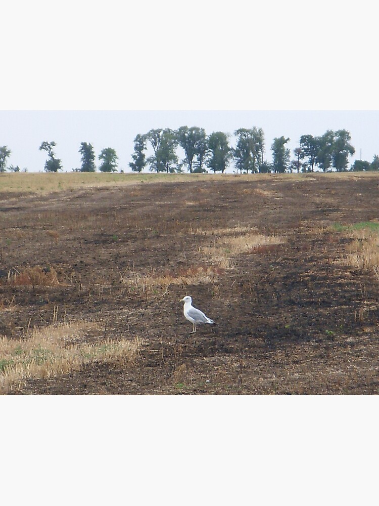 What are you doing in the middle of the field, seagull? - I could ask you the same thing! by Anthropolog