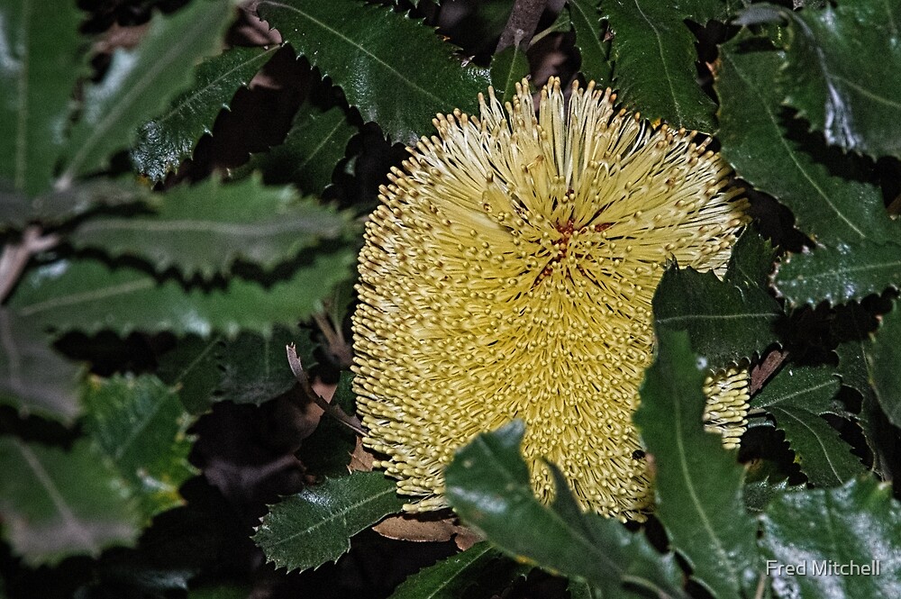 "Yellow native Banksia flower Leith Park Victoria 20160429 6934 " by