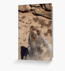 Fur seal. Greeting Card