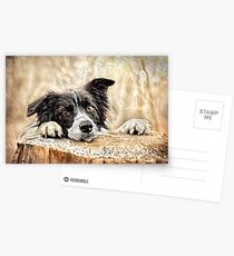 Border Collie Postcards