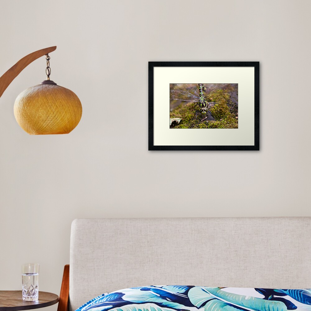 Dragonfly Framed Art Print