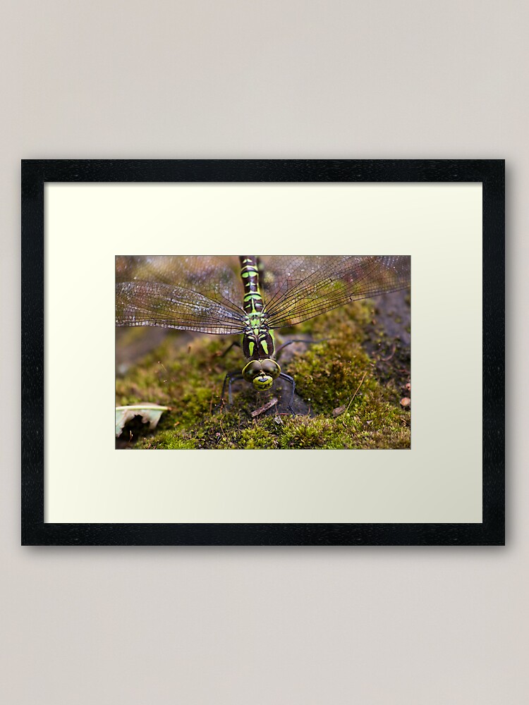 Alternate view of Dragonfly Framed Art Print