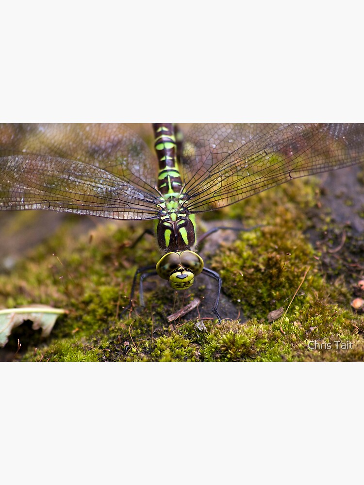Dragonfly by christait