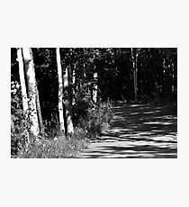 Through the Birches Photographic Print