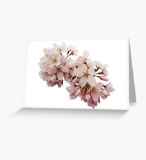 Cherry Blossom Festival in Kyoto Greeting Card