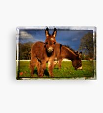 Miniature Donkey baby Anastasia Canvas Print