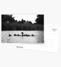 Duck and her Ducklings Postcards