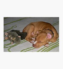 sleepy time Photographic Print