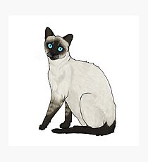 Lámina fotográfica Gato siames