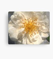 Wide Open Canvas Print