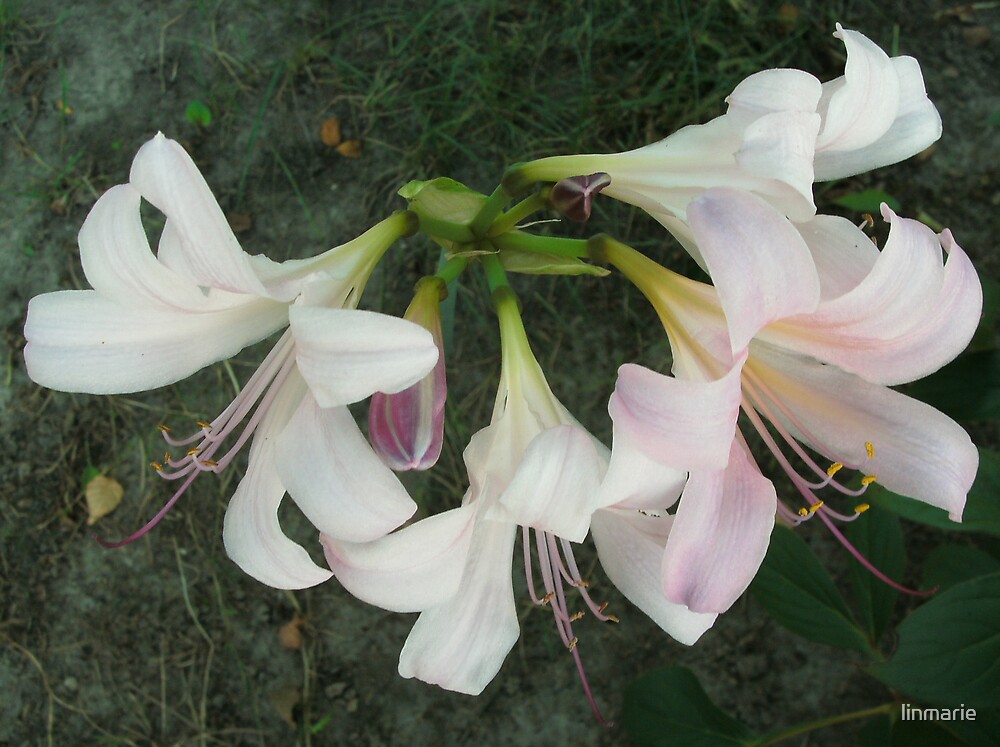 "Resurrection Lily" by linmarie | Redbubble