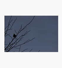 Little Black Bird Series: Blue Photographic Print