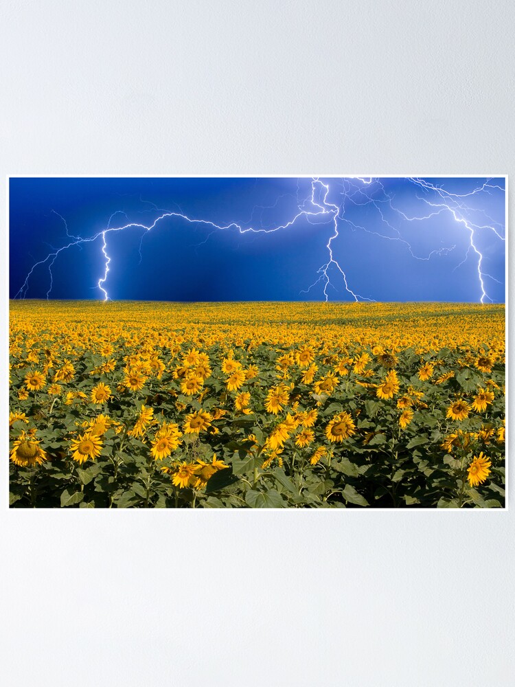 Alternate view of Storm on the Sunflower Field Horizon Poster