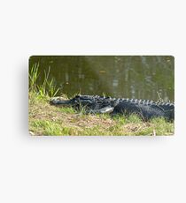 Alligator in grass Metal Print