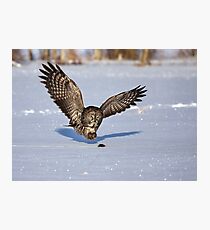 Great Grey owl catches a mouse Photographic Print