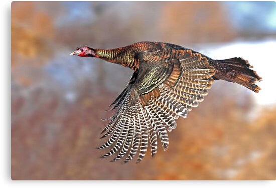 Image result for turkey flying