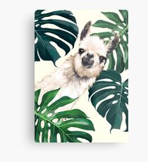 Sneaky Lama im tropischen Monstera Metallbild