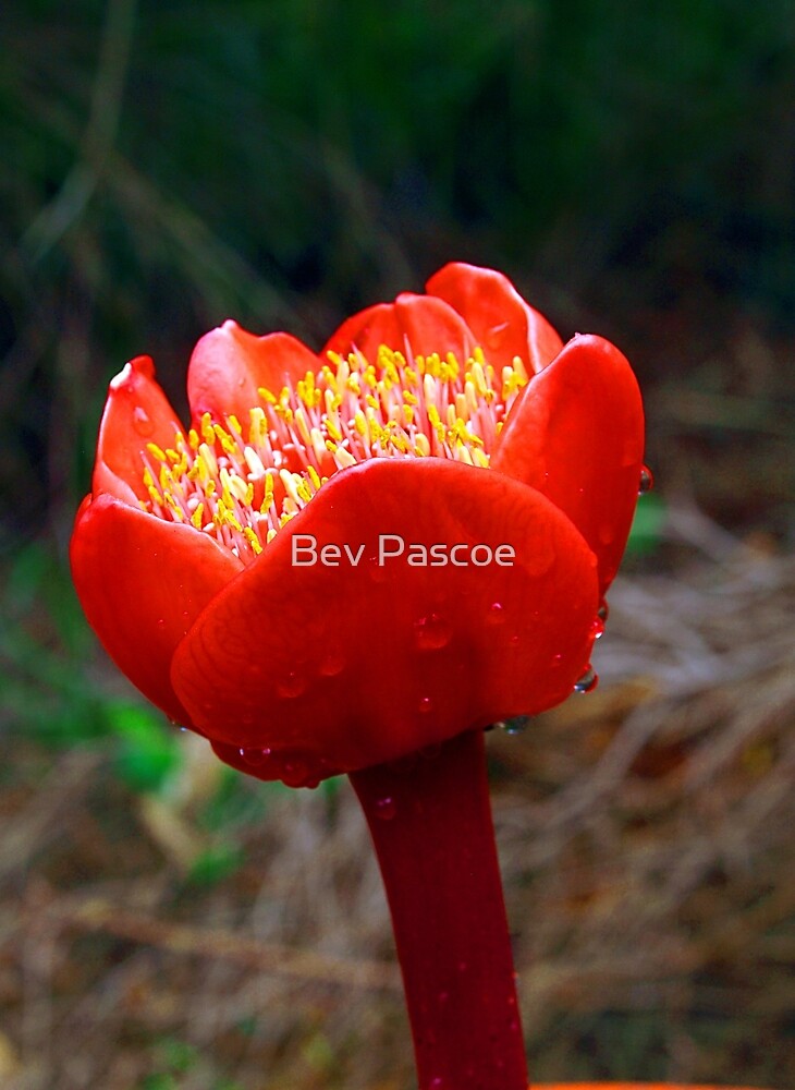blood lily haemanthus coccineus pascoe bev redbubble