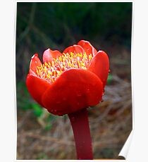 Blood Lily #5 (Haemanthus coccineus) Poster