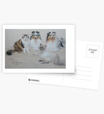 Shelties and Moggies Postcards
