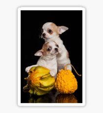 Two puppies chihuahua on a black background Sticker