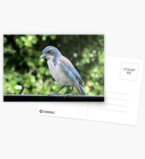 Blue Bird Postcards